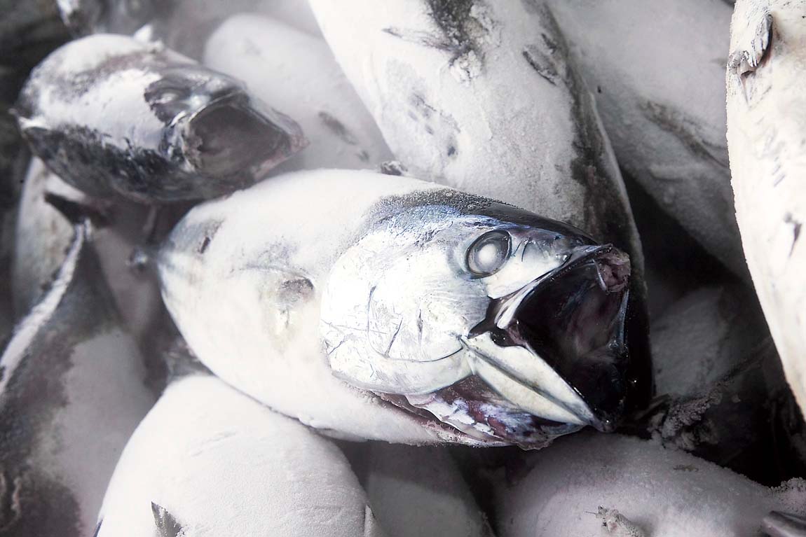 冷凍鰹①
